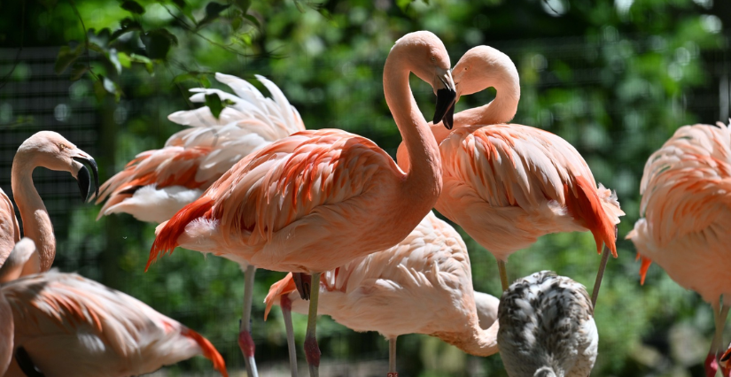 Photo flamant du Chili Zoo de Jurques