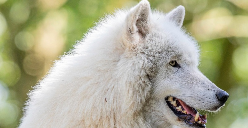 Photo loup arctique Zoo de Jurques