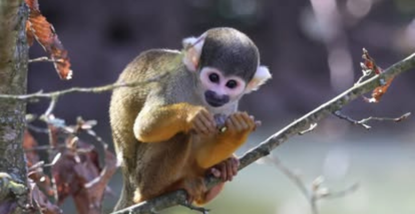 Vivez un voyage tropical chez Biotropica, à 30 min de Rouen