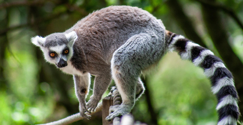 Au Parc animalier de Montaigu la Brisette, à 20 min de Cherbourg, partez à la rencontre des animaux du monde !