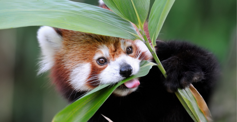 Au Parc de Clères, en Seine-Maritime, découvrez animaux et jardins en famille ! 