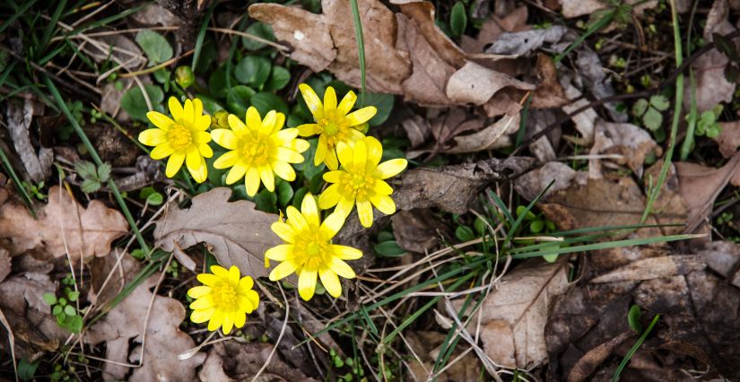 Animation "Riton et ses copains" au Musée d'Initiation à la Nature de Caen