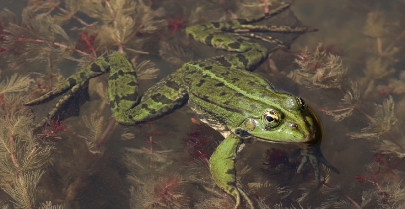  Soirée découverte du monde merveilleux des amphibiens avec le CPIE à Villers-Bocage