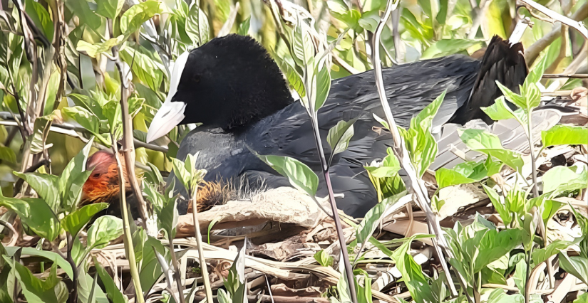 Animation "L'oiseau fait son nid" à la Maison du Parc de Carentan-les-Marais