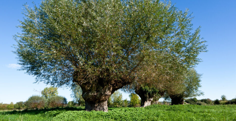 Animation sur les arbres et l'agriculture à Barneville-sur-Seine avec le Parc naturel régional des Boucles de la Seine