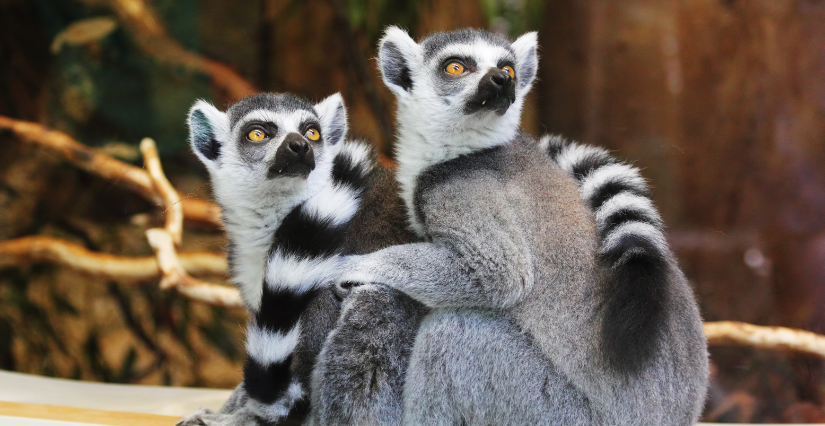 Rencontre VIP lémuriens au Zoo de Jurques (14)
