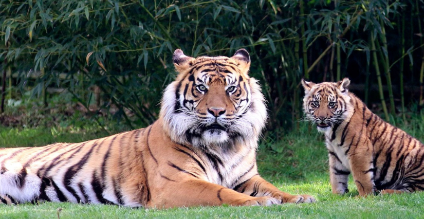 Zoo de Champrépus : partir à la découverte des animaux du monde ! (50)