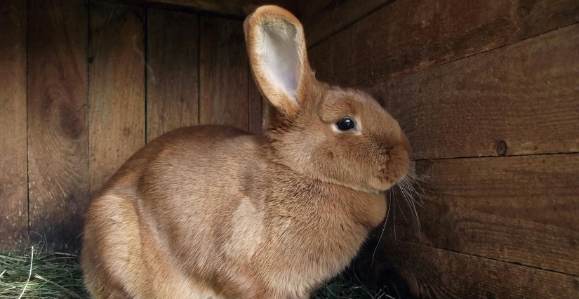 Découverte des animaux et goûter à la ferme de La Tournerie à Raids (50)