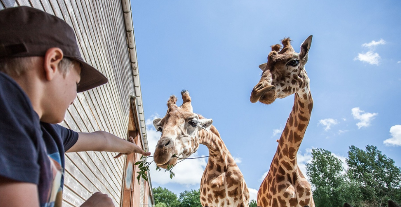 Zoo de Jurques : partir à la découverte des animaux du monde ! (14)