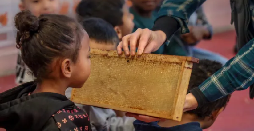 Atelier Les secrets des abeilles pour les enfants au Muséum du Havre en Normandie (76)