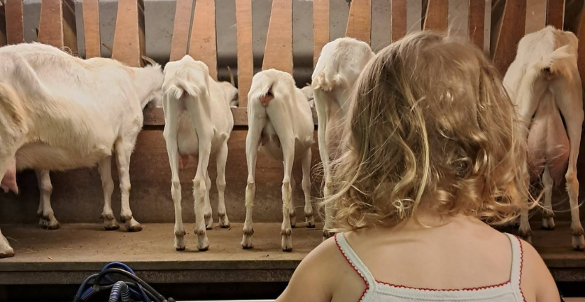 Sortie ferme : traite des chèvres à la Chèvrerie du Val de Bures (76)