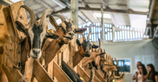 Découvrir la ferme pédagogique La Chèvre Rit à Granville (50)